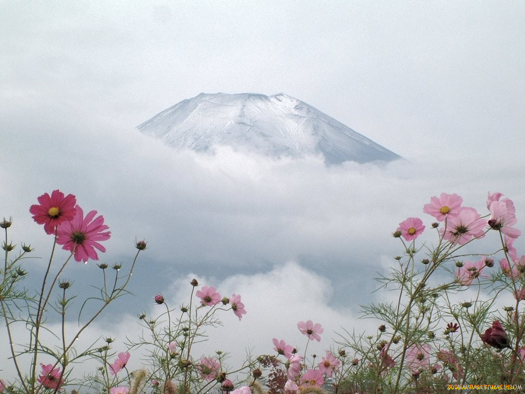 Flowery mountain sect. Эльбрус цветы. Растения Эльбруса. Эльбрус в цвету. Розовый Эльбрус.